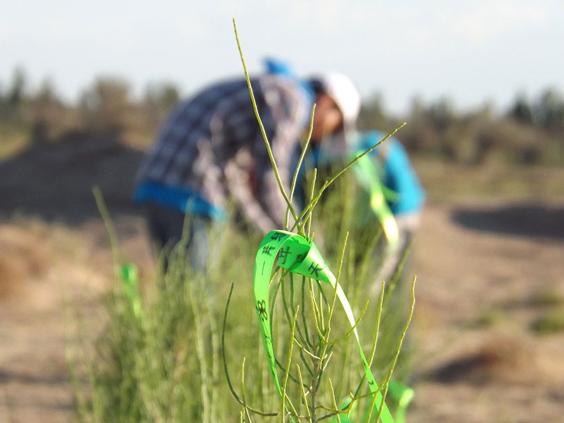 7��14�����磬��ҁ��������֌���ٛ�ߵľG�z��ϵ��������������ͽz����ꖹ����ҫ���W���Gɫ�Ĺ�â��