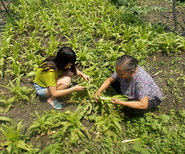 ��������æ�_�y��ժ�Ĳ˲��ϸ�ժ��Ч�ʵ�����(j��ng)�^������Ϥ��ָ��(d��o)���ܿ��(du��)�T���M(j��n)���ˠ�B(t��i)��