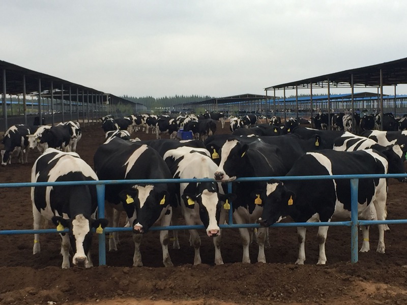 ���w��ɳĮ�ｨ�O(sh��)����ţ��(ch��ng)��