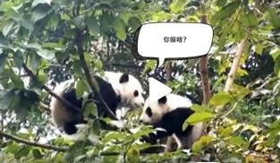 �L�L��̫�ɐ�����С��ȫ�̡���ĸЦ����