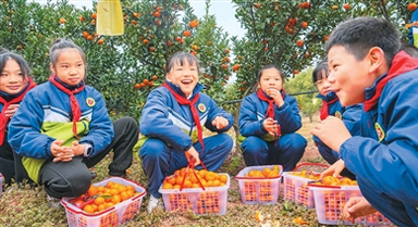 采摘蜜橘 樂(lè)享豐收