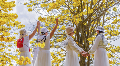 廣西南寧：黃花風(fēng)鈴木盛開